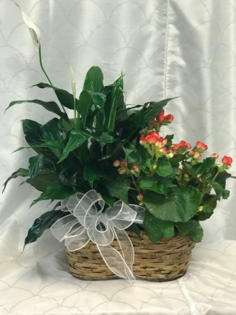 Plant Basket 2 Plants in a Basket