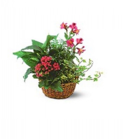 Plant basket in pinks Plant basket