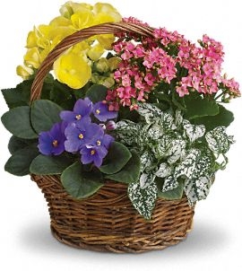 Plant Basket Mixed Plants & Flowering Plants