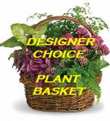 Plant Basket Plant in Saint Marys, PA | GOETZ'S FLOWERS Plant Basket Plant in Saint Marys, PA | GOETZ'S FLOWERS