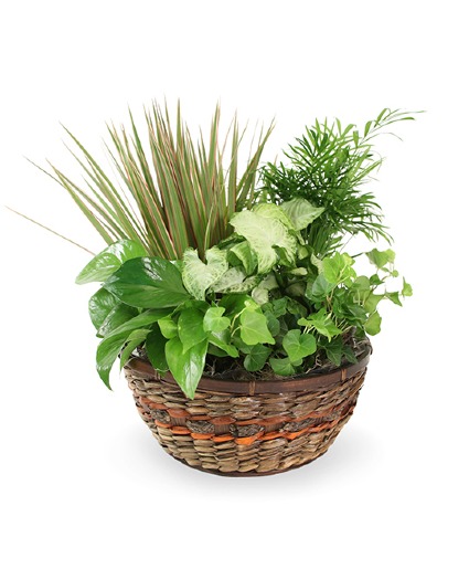 Plant Basket Basket of Plants