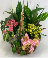 Green & Blooming Plant Basket