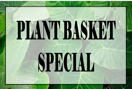Plant Basket Special live plant basket