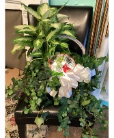 Plant basket with cardinal orb Plants