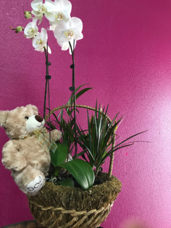 Plant Basket with Teddy Bear 