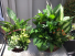 Plant Basket Assorted plants in assorted wicker, wood, or ceramic pots