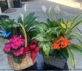 Garden Dishes Plants in varying containers: wicker, ceramic or wood