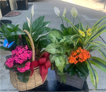 Garden Dishes Plants in varying containers: wicker, ceramic or wood