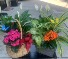 Garden Dishes Plants in varying containers: wicker, ceramic or wood
