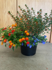 Plant - Colorful Patio Pot Arrangement