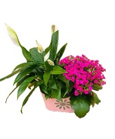 Plant Combo Tin Houseplant  in Coleman, Wisconsin | COLEMAN FLORAL & GREENHOUSES