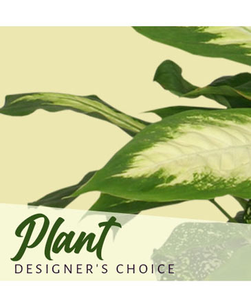 Plant Designer's Choice in Roswell, GA | THE BEST LITTLE FLOWER SHOP