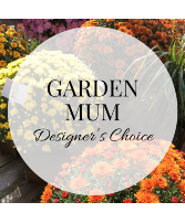 Plant - Designer's Choice Garden Mum Garden Mum