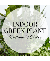Plant - Designer's Choice Indoor Green Plant Plant