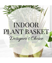 Plant - Designer's Choice Indoor Plant Basket Plant