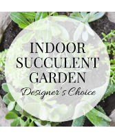 Plant - Designer's Choice Indoor Succulent Garden Plant