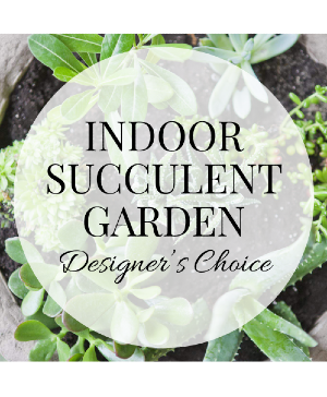 Plant - Designer's Choice Indoor Succulent Garden Plant