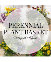 Plant - Designer's Choice Perennial Plant Basket Plant