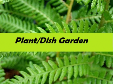 Plant/ Dish Garden  Plant in Presque Isle, ME | COOK FLORIST, INC.