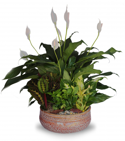 Plant Dish Garden
