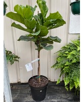 Plant - Fiddle Leaf Fig Plant