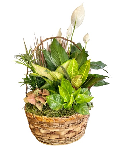 Plant Garden Basket  Basket 