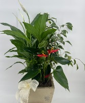 Plant Garden  Plant Garden