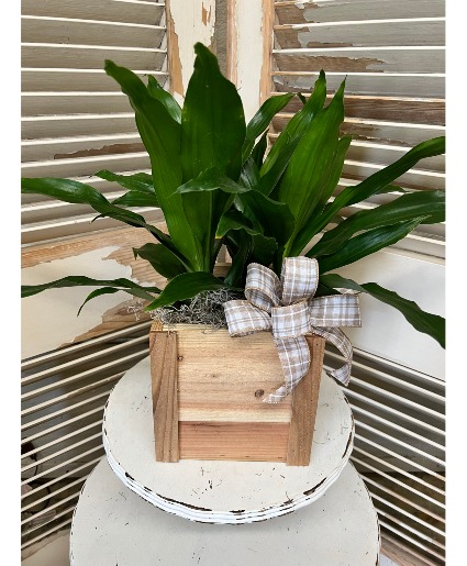 Plant in container House Plants