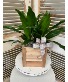 Plant in container House Plants