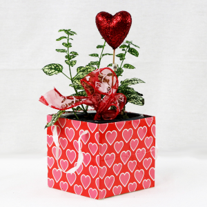 Plant Love Valentine's Day