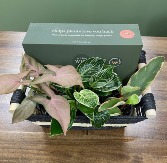 Plant Lover Gift Basket