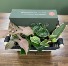 Plant Lover Gift Basket