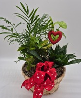 Plant Lovers Potted Plants