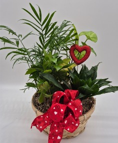 Category Image
