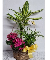 Plant medium basket  Any occasion 
