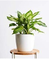 Plant of The Month Club -Pick Up Houseplant