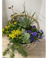 Plant - Perennial Basket Plant
