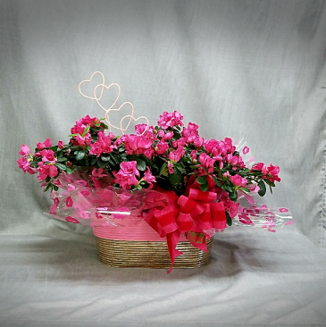 DOUBLE AZALEA PLANT