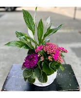 Mother's Day Petite Garden Blooming Plant Special (Colors Vary)
