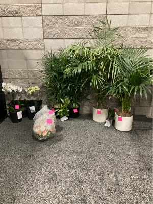 Plant Rental 