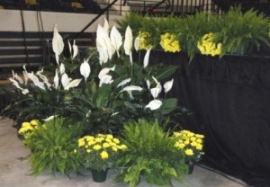 Plant Rental In Washington DC Plant Rental For Event Or Convention in DC in Washington, DC | CONVENTION FLORAL Plant Rental In Washington DC Plant Rental For Event Or Convention in DC in Washington, DC | CONVENTION FLORAL