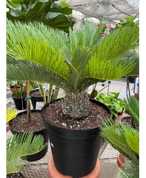 Plant - Sago Palm Plant
