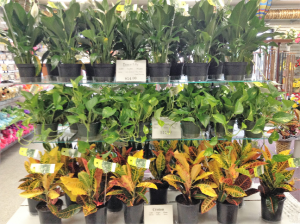 Plant Sale in Dayton, OH | FLOWERAMA Plant Sale in Dayton, OH | FLOWERAMA