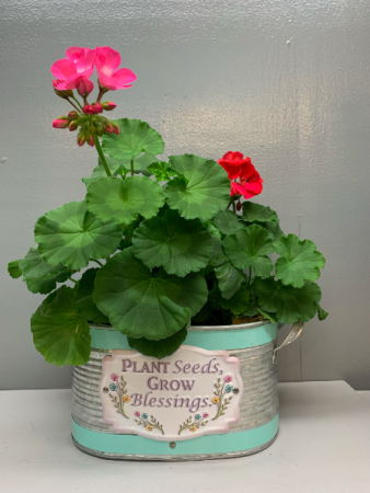 Plant Seeds Grow Blessings with geraniums Outdoor plant