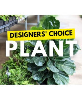 Plant Selection Designer's Choice