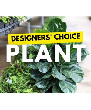Plant Selection Designer's Choice