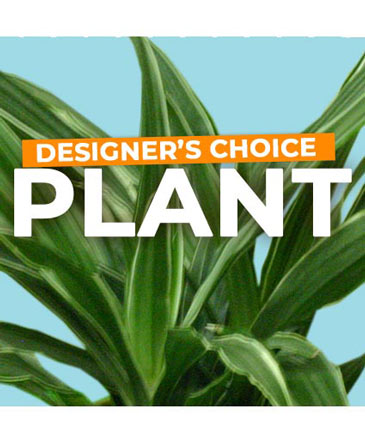 Plant Selection Designer's Choice in Dahlonega, GA | Ivy's Gifts From The Vine Plant Selection Designer's Choice in Dahlonega, GA | Ivy's Gifts From The Vine