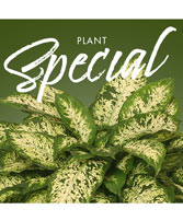 Plant Special Designer's Choice
