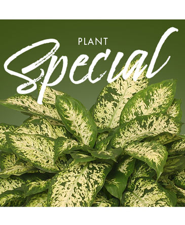 Plant Special Designer's Choice in Brandon, MS | FLORAL EXPRESSIONS & GIFTS