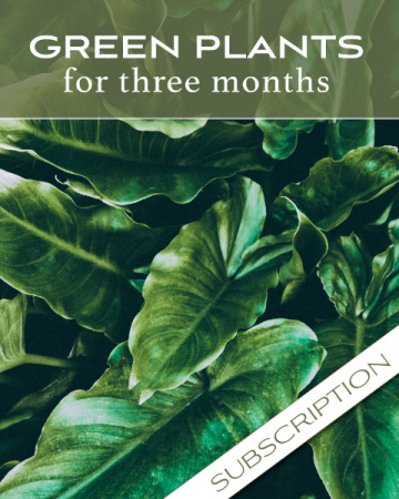 Plant Subscription (3) Plant